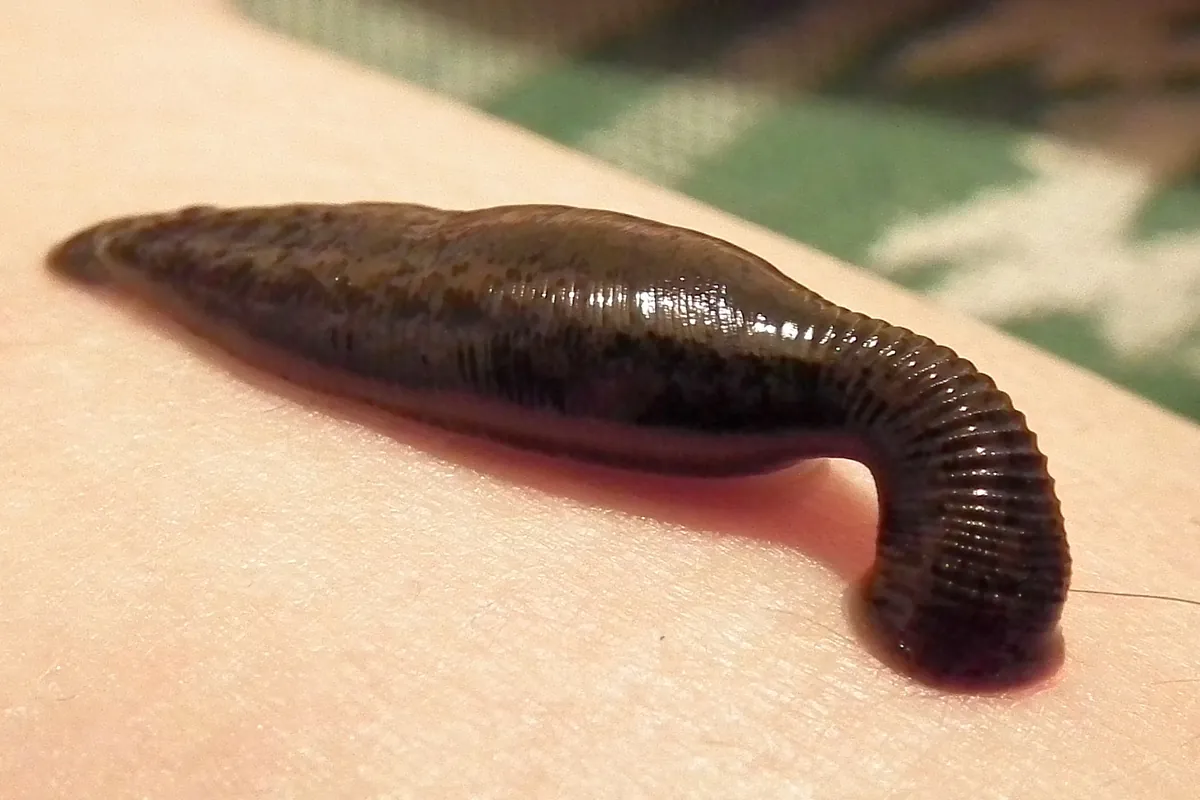 Medicinal leech (Hirudo medicinalis) used in hirudotherapy, leech therapy