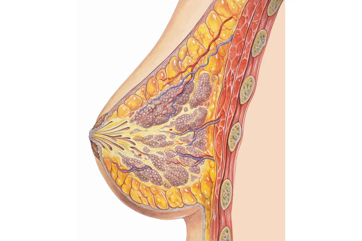 Side section of the breast showing glands, ducts, fat and chest muscle