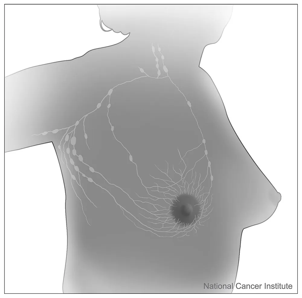 Lymph flow: breast and axillary lymph nodes